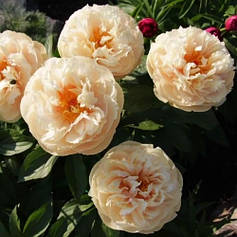 Трав'янисті півонії, іто