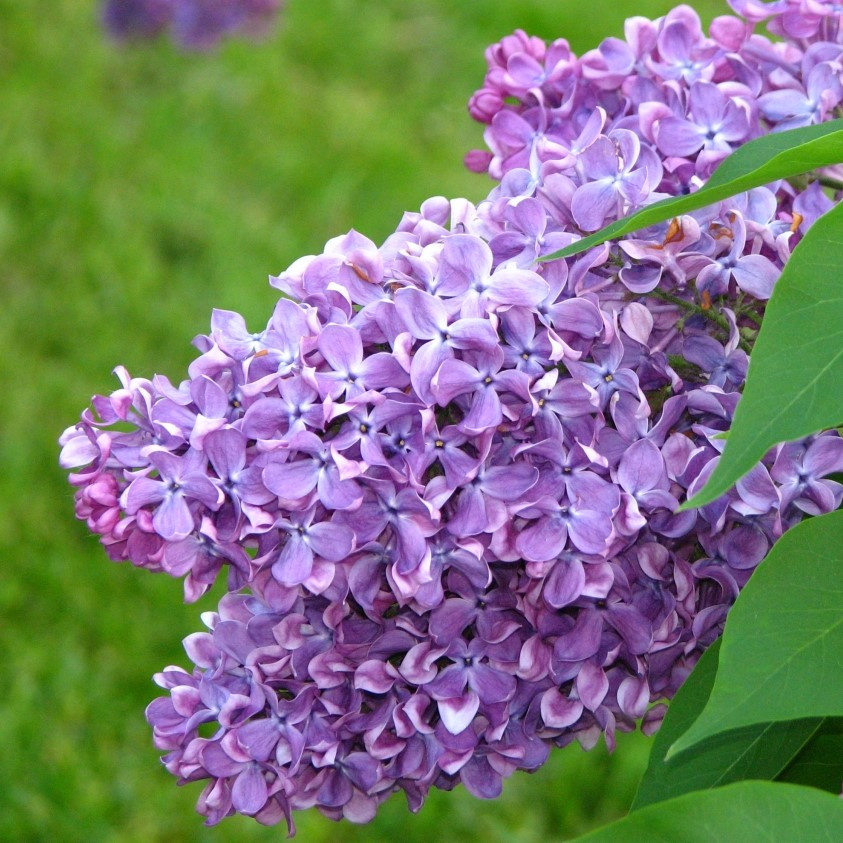 Саджанці Бузку Капітан Гастелло (Syringa Captain Gastello)