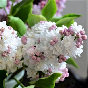 Саджанці Бузку Окраса Києва (Syringa Ornatum Kiev)