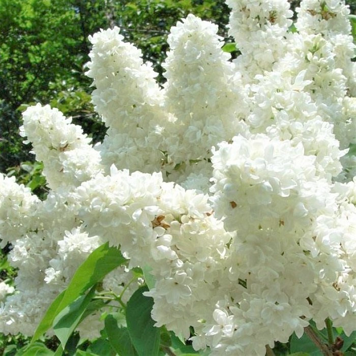 Саджанці Бузку Мадам Лемуан (Syringa Mme Lemoine), фото 1