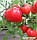 Томат Полуничний Важкоатлет, насіння, фото 2