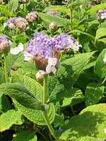 Гортензія інволюкрата "Yokudanka". Hydrangea involucrata "Yokudanka".