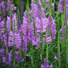 Фізостегія бузкова, саджанець