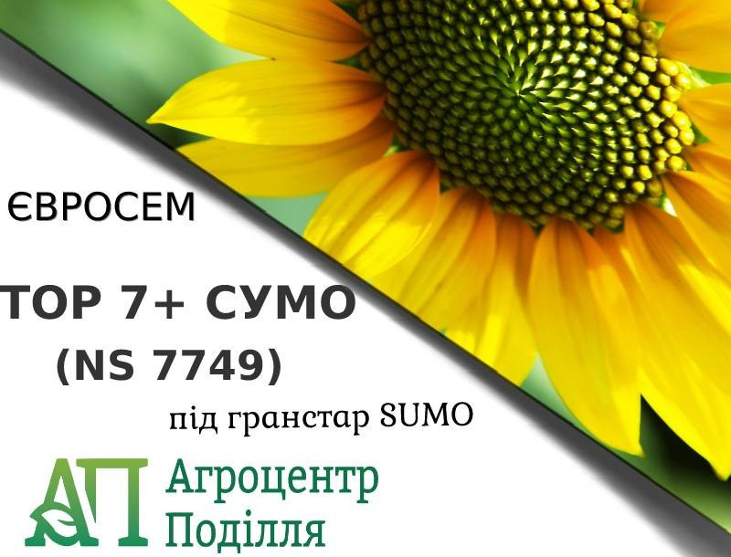 Насіння соняшнику під гранстар ТОР 7 + (НС 7749) стійке до вовчка A-G 90-95 дн. фр. Преміум - Еліт