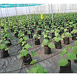 Grow Bag 5 літрів Тканинні горщики / контейнери для рослин (щільність 50 г/м2), фото 5