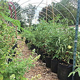 Grow Bag 10 літрів Розумний мішок для вирощування рослин (щільність 70 г/м2), фото 2