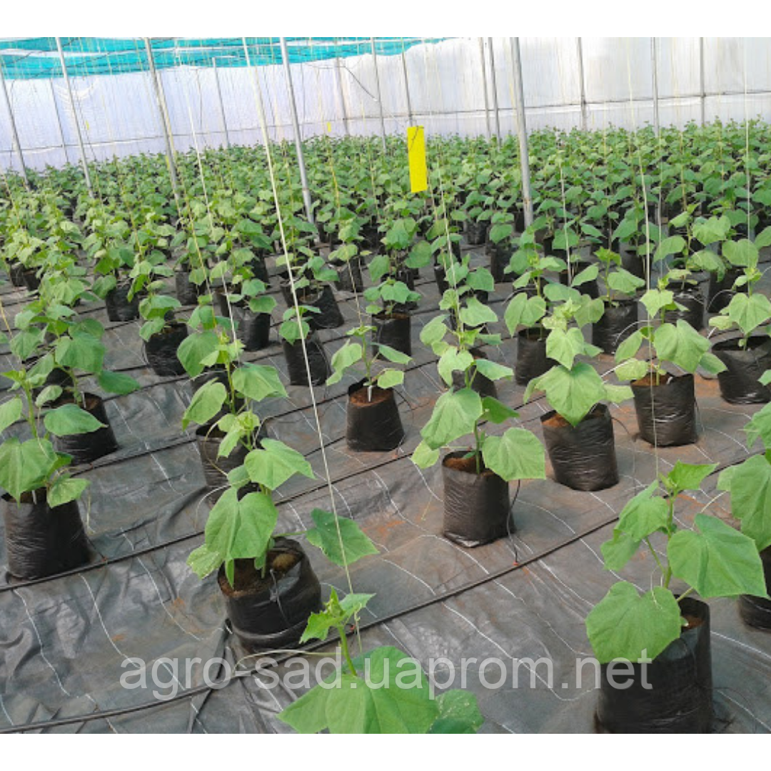 Grow Bag 3,5 литра Тканевый горшок / контейнер для растений (плотность 70 г/м2) - фото 6 - id-p1466982136