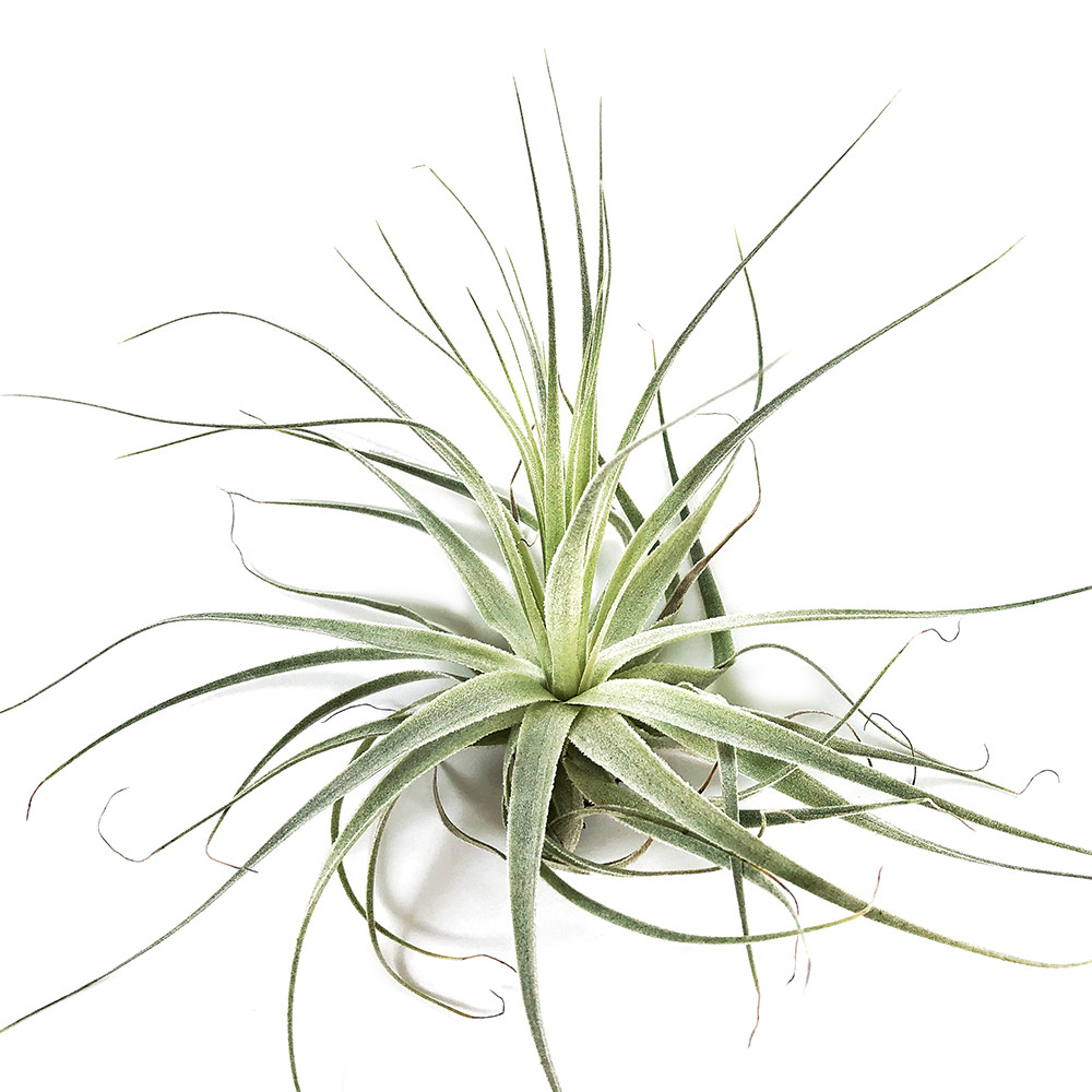 Тіландсія атмосферна Гарднера (Tillandsia Gardneri)