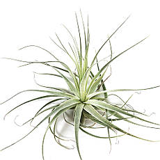 Тіландсія атмосферна Гарднера (Tillandsia Gardneri)