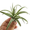 Тіландсія атмосферна Мультифлора (Tillandsia Multiflora), фото 3