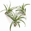 Тіландсія атмосферна Мультифлора (Tillandsia Multiflora), фото 4