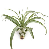 Тилландсия атмосферная Мультифлора (Tillandsia Multiflora)