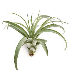 Тіландсія атмосферна Мультифлора (Tillandsia Multiflora)