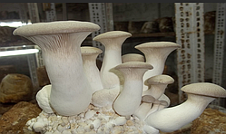 Міцелій Ерінги (Степова гливи, Королівська гливи, PLEUROTUS ERYNGII) зерновий 1 кг