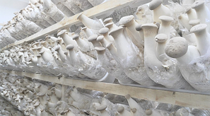 Грибні блоки Ерінги