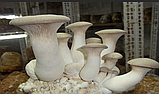 Блок для вирощування Ерінгі (Степова глива,Королівська глива, PLEUROTUS ERYNGII), фото 2