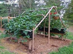 Сітка пластикова для витких рослин оптом 1,8 м, ширина Акція, фото 4