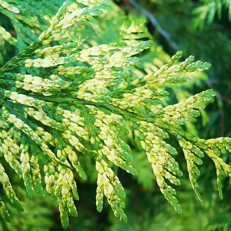Саджанці Туї складчастої Зебрина Екстра Голд (Thuja plicata Zebrina Extra Gold) Р9