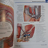 Неттер Атлас анатомии человека (4-е видання) тверда палітурка, фото 3