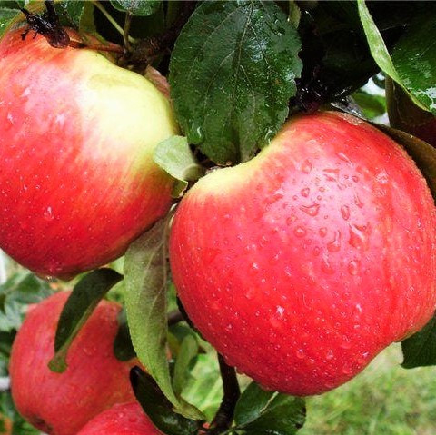 Саджанці Яблуні Ерлі Мак - осіння, урожайна, зимостійка