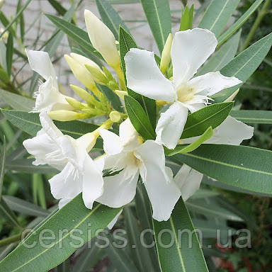 Олеандр білий саджанці в горщиках Nerium, фото 1