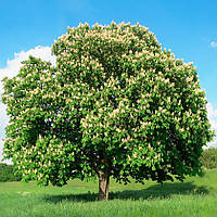 Саджанці Каштану звичайного (Aesculus hippocastanum)