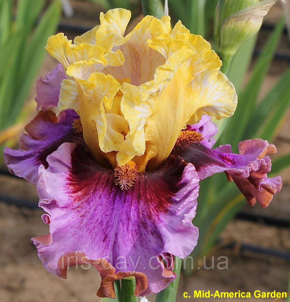 Ірис What a Circus (Johnson 2020) (сажники), фото 1