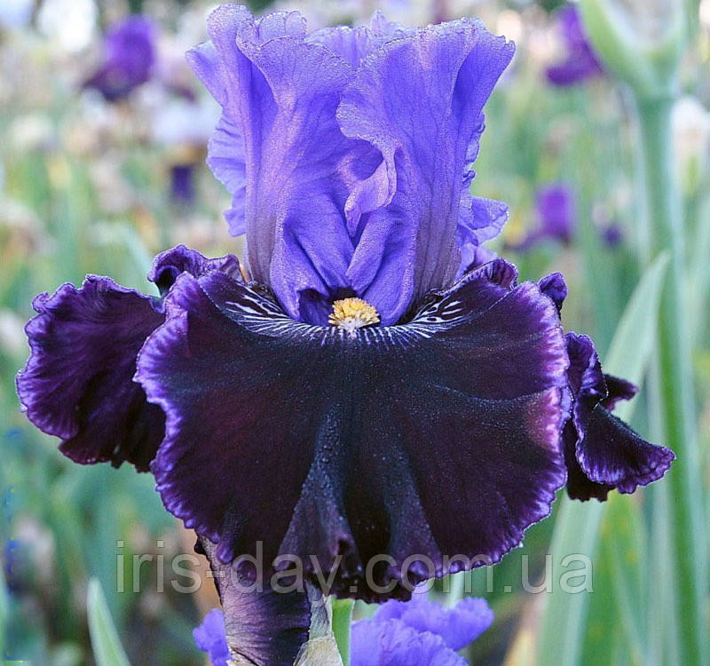 Ірис Nobleman's Fancy Ноблеманс Фенсі (Blyth 2016) (сажники), фото 1