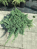 Ялівець лежачий Нана (Juniperus procumbens 'Nana) а - 30-30 см в горщику  С7,5л, фото 2