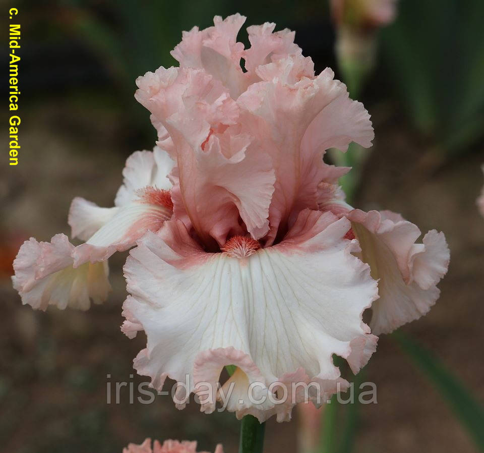 Ірис Let's Snuggle Летс Снагл (Johnson 2020), фото 1