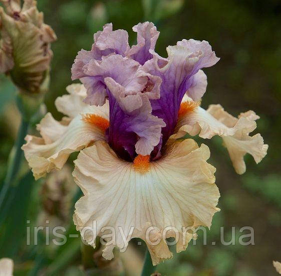 Ірис Power Struggle Пауе Страгл (Keppel 2019) (сажінки), фото 1