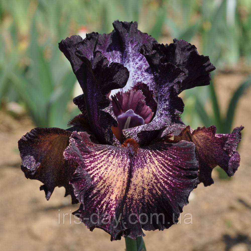 Ірис Cosmic Voyage Космик Вояж (Keppel 2017) (сажці), фото 1