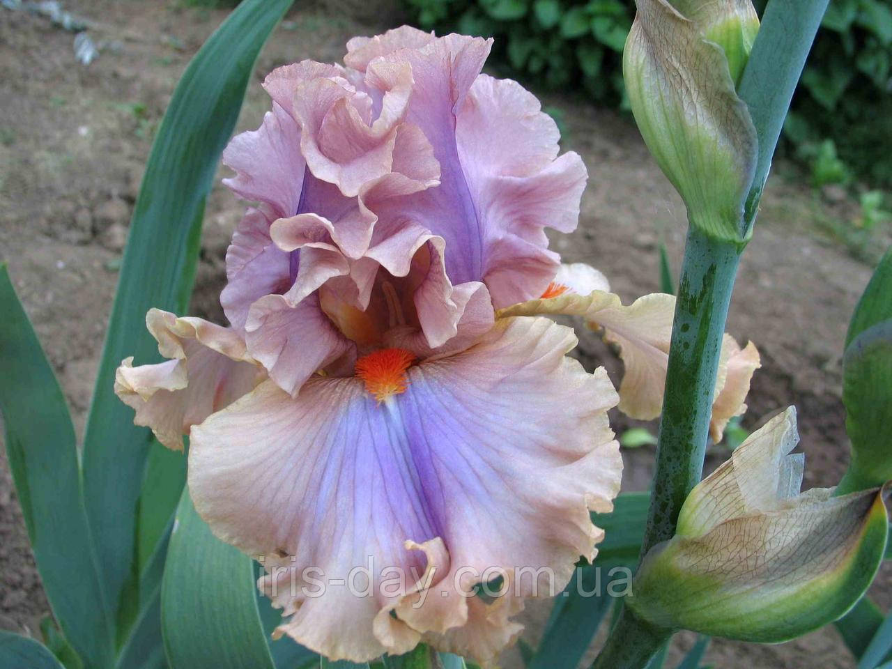 Ірис Slovenske Tango Словниську Танго (Mego 2019) (сажниці), фото 1