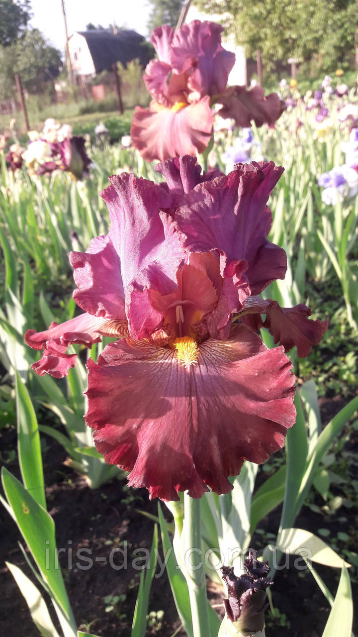 Ірис Bew Б'ю (Richardson 2008), фото 1