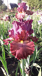 Ірис Bew Б'ю (Richardson 2008)