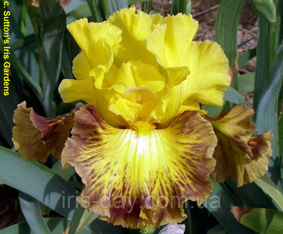 Ірис Tiger Stripe (Sutton 2016) (сажінки), фото 1