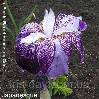 Ірис Japanesque Джапанеск (сажники), фото 1