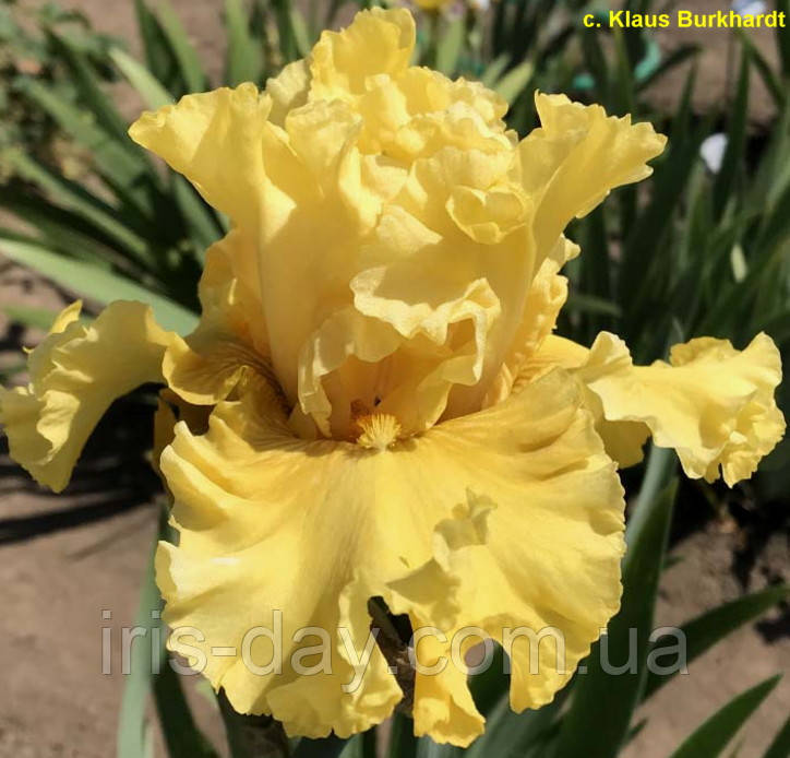 Ірис Aura Of Glamour (Blyth 2014) (сажники), фото 1