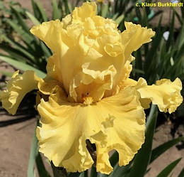 Ірис Aura Of Glamour (Blyth 2014) (сажники)