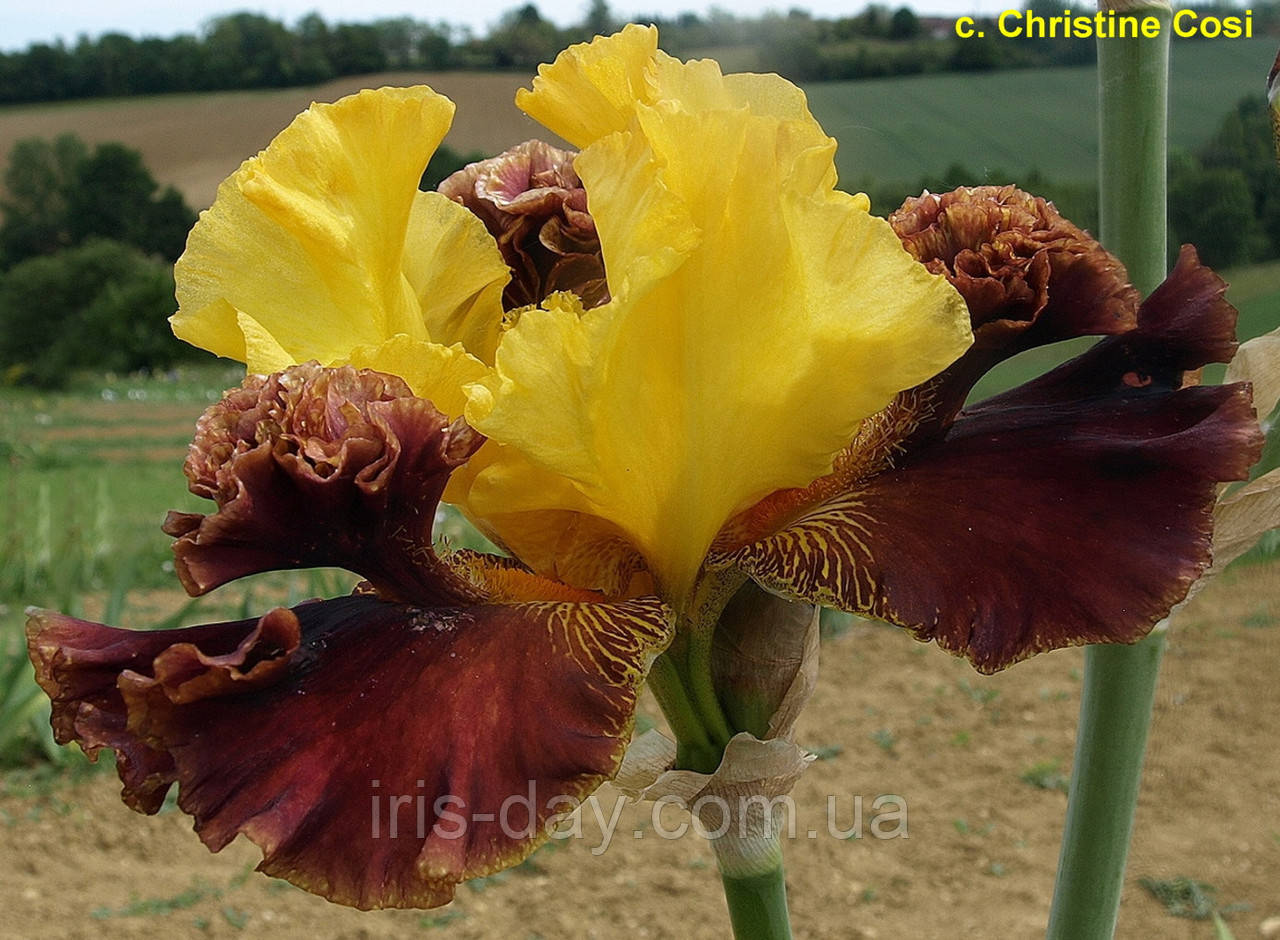 Ірис Pom Pom Party Пом Пом Паті (Mego 2018) (сажниці), фото 1