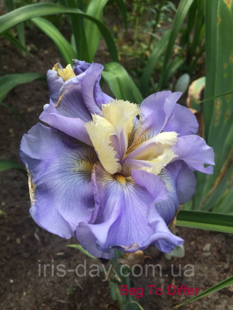 Ірис Beg To Differ Біг То Диффе (Kerr 1999) (сажінки), фото 1