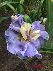 Ірис Beg To Differ Біг То Диффе (Kerr 1999) (сажінки)