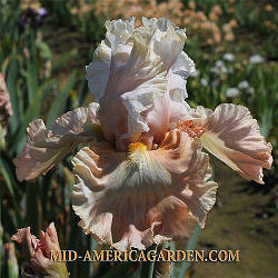 A Certain Girl (Blyth 2018) (сажінки)