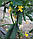 Огірок Ластівка F1, фото 2