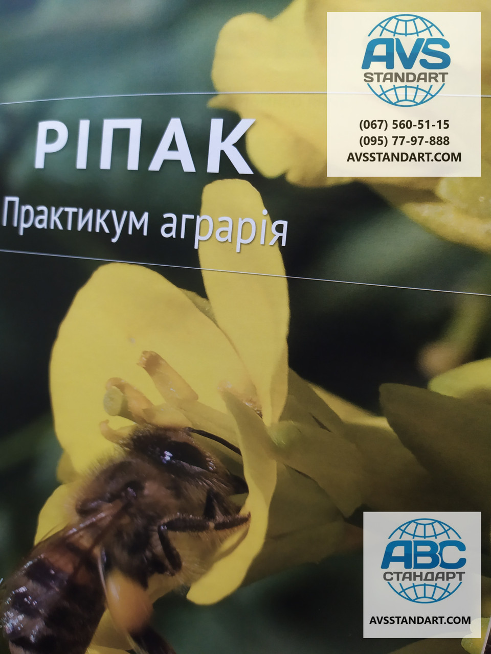 Насіння озимого ріпаку гібрид Блекстоун ІМІ