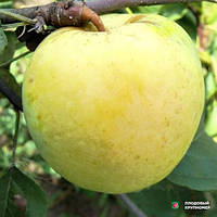 Яблуня осіння Антонівка 2 річна