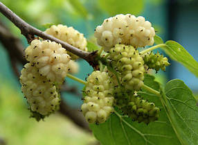 Шовковиця Сорт Вікторія