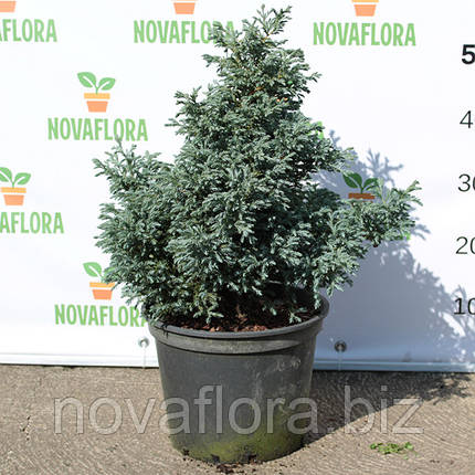 Кипарисовик горохоплідний 'Болевард / Boulevard' 7,5л 25-30см, фото 2