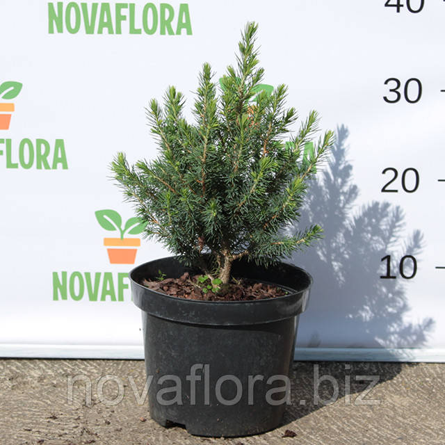 Ялина канадська 'Коніка / Conica' 3л 20см