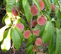 Персик Медовий колоновидний (великоплідний,середньоранній,солодкий)